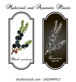 Black crowberry (empetrum nigrum), edible and medicinal plant. Hand drawn botanical vector illustration