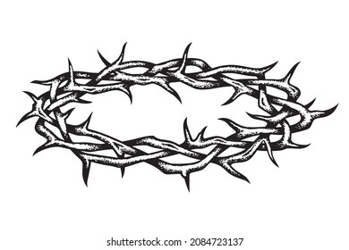 black crown of thorns image isolated on white background