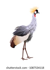 Black crowned crane (Balearica pavonina) standing. Vector illustration isolated on white background.