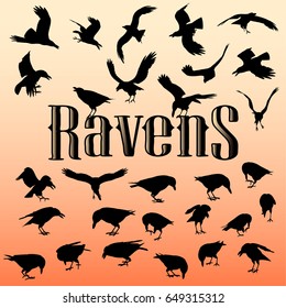 Black crows and ravens in different poses and perspectives on background