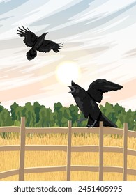 Black crows are sitting on a fence near a field with ripe wheat. Wild crow Corvus corax. Realistic vector vertical landscape