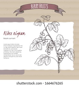 Black currant aka Ribes nigrum branch sketch on cardboard background. Berry fruits series. Great for traditional medicine, perfume design, cooking or gardening.