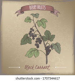 Black currant aka Ribes nigrum branch color sketch on vintage background. Berry fruits series. Great for traditional medicine, perfume design, cooking or gardening.
