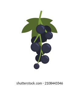 Black currant berries icon. Flat illustration of black currant berries vector icon isolated on white background