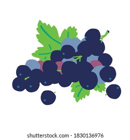 Black currant berries with leaf isolated