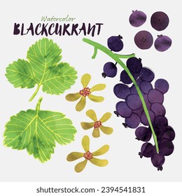 Black currant berries with leaves and blossoms watercolor vector illustration set. Painterly watercolor texture and ink drawing elements. Hand drawn and hand painted.