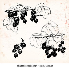 Black currant: berries with leaves and branches. Black pen drawing on vintage beige background. Vector illustration.