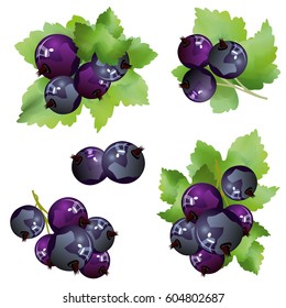 Black currant berries. Set of hand drawn vector illustrations of sprigs of blackcurrant with bunch of berries and green leaves on white background.