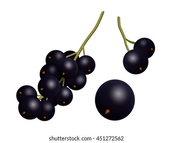 Black Currant berries set. Isolated vector design. 