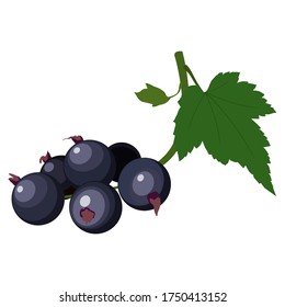 Black currant berry flat icon with inscription colorful vector illustration