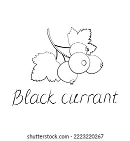 Icono lineal de baya de grosella negra con inscripción colorida ilustración vectorial de comida ecológica aislada en blanco. morada