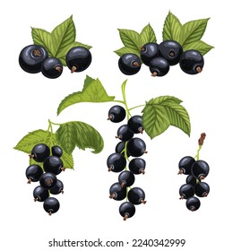 black currant berry set cartoon. blackcurrant leaf, fruit branch, ripe fresh, food raw, bush leaves, wet top, garden juice black currant berry vector illustration