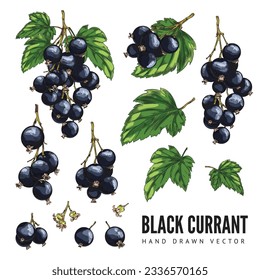 Black currant berry set cartoon. Hand drawn colored sketch of black currant branch, leaf and berry. Blackberry agriculture plant, jam vegan ingredient. Vector realistic illustration isolated on white