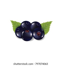 Black currant berry vector illustration