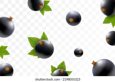 Black currant or Blackberry background. Flying blackberry with green leaf on transparent background. Blackberry falling from different angles. Focused and blurry objects. 3D realistic vector.