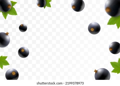 Black currant or blueberry background. Flying currant with green leaf on transparent background. Blackcurrant falling from different angles. Focused and blurry objects. 3D realistic vector.