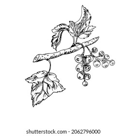 Black currant, branch with berries. Vector illustration, sketch, drawing.