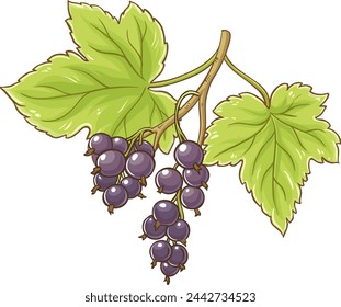 Black Currant Branch Colored Detailed Illustration