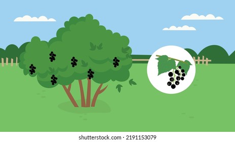 Black Currant Bush On The Background Of Nature