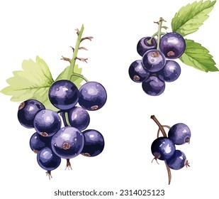 Black currant clipart, isolated vector illustration.