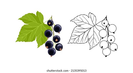 Black currant color cartoon illustration and outline. Vector fresh berry and leaf. Flat icon.