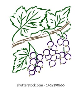 Black currant, contour vector illustration 