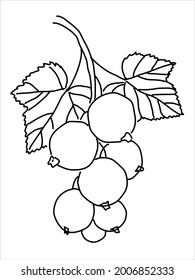 Black currant in the doodle style. Hand-drawn silhouette with a berry. 
Botanical medicinal vector plant 
