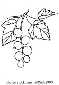 Black currant in the doodle style. Hand-drawn silhouette with a berry. 
Botanical medicinal vector plant 

