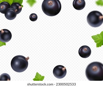 Black currant falling. Flying currant with green leaf on transparent background. Blackcurrant blurred 3D realistic vector.