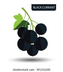 Black currant, fruit vector illustration