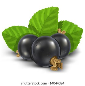 black currant fruits with green leaves vector illustration