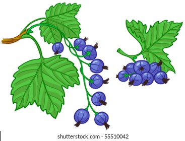 Black currant with green leaves