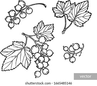 Black currant hand drawn illustration. Garden berry black and white sketch. Aromatic ripe summer dessert. Juicy Ribes nigrum freehand pen branch. Design element for label, poster, print. Vector.