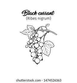Black currant hand drawn vector illustration. Garden berry black and white sketch with inscription. Aromatic ripe summer dessert. Juicy Ribes nigrum freehand engraved branch. Poster design element