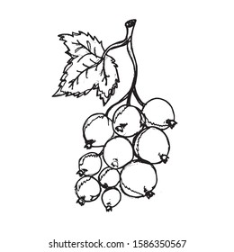 Black currant hand drawn vector illustration