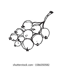 Black currant hand drawn vector illustration