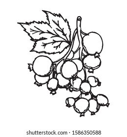 Black currant hand drawn vector illustration