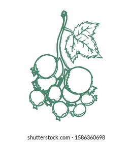 Black currant hand drawn vector illustration