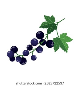 Black currant icon. Isolated illustration of currants on white background. Berries illustration. Fresh and juisy berries.  Colourful design and decoration element. Flat design. Vector illustration.
