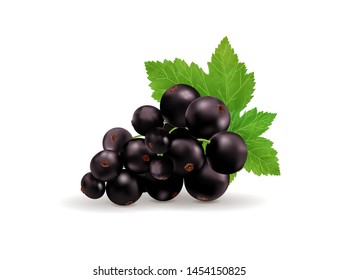 Black currant isolated on white background. Vector realistic, 3d illustraton