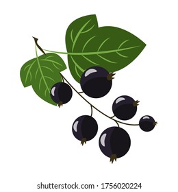 Black currant isolated on white background. Black currant flat icon.