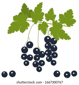 Black currant. Isolated vector color image on a white background. Flat style