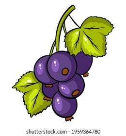 Black currant isolated. Vector illustration isolated on white background. Black currant for design or postcard decoration. Cartoon style.