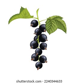 black currant leaf cartoon. berry fruit, blackcurrant leaves, fresh food, plant green, branch herb, juice clipping, herbal ripe black currant leaf vector illustration