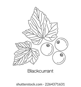 Black currant with leaf in linear style. Hand drawn Blackcurrant vector isolated on white background. black currant with leaves. garden fruit sketch. vector illustration