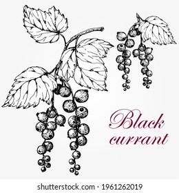 Black currant. Leaves and berries. Stock black and white vector illustration. Hand drawn. Isolated  white background. Well suited for food labels and packaging, drogerie products,jam and sweets