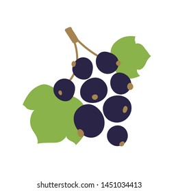 Black currant with leaves. Vector berry. Natural healthy food. Hand drawn fruit. Vegan menu. Vegetarianism