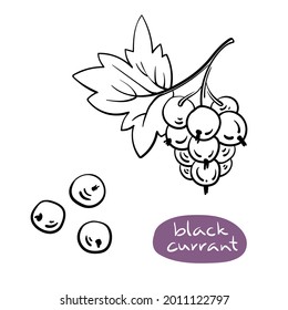 Corriente negra. Colección de bocetos en línea negra de frutas y bayas aisladas en fondo blanco. Doodle dibujó frutas a mano. Ilustración del vector