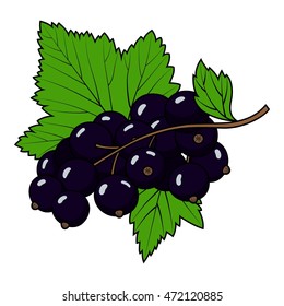 Black currant on a white background