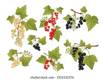 Black currant, Red currant. Ripe berries on branch. Clip art, set of elements for design. Graphic drawing, engraving style. Vector illustration. 
